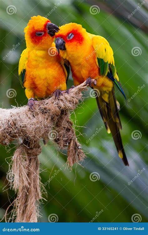 Love Birds stock image. Image of tropical, kissing, colorful - 33165241