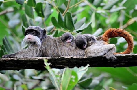 Nacen en Roma dos mellizos de tití emperador especie en peligro de