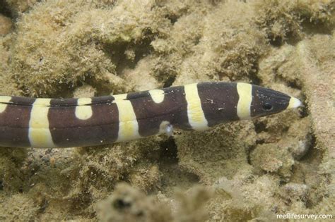 Leiuranus Versicolor Convict Snake Eel Reef Life Survey