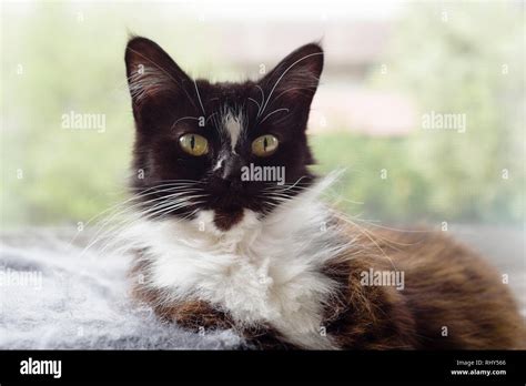 Black And White Domestic Medium Hair Cat Laying Down Looking At Camera