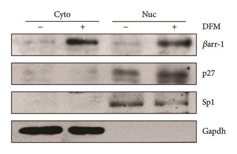 βarr 1 controls NSCs proliferation via p27 expression a p27 mRNA