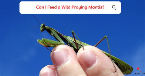 What Do Praying Mantis Eat? A Detailed Guide - BugsTips