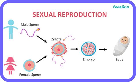 Why Does Amount Of Dna Does Not Get Doubled During Sexual Reproduction