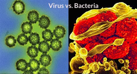 Diferencia Entre Virus Y Bacteria Diferenciando 51324 Hot Sex Picture