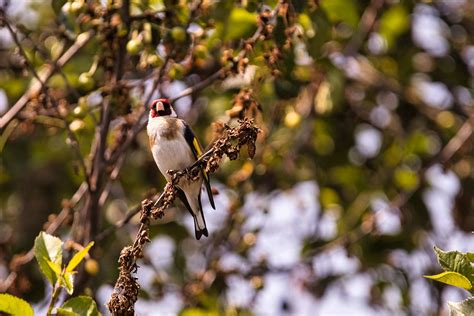 European Goldfinch Bird - Free photo on Pixabay - Pixabay