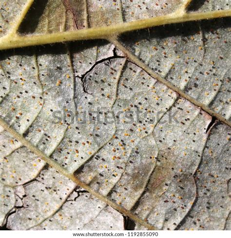 Chasmothecia Hazelnut Powdery Mildew Phyllactinia Guttata Stock Photo