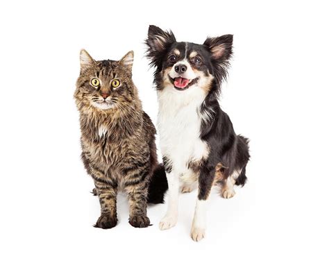 Smiling Dog And Cat