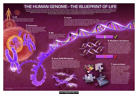 Human Genome Genome Project Genome