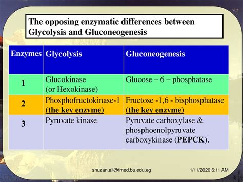 Glycolysis And Gluconeogenesis Comparison