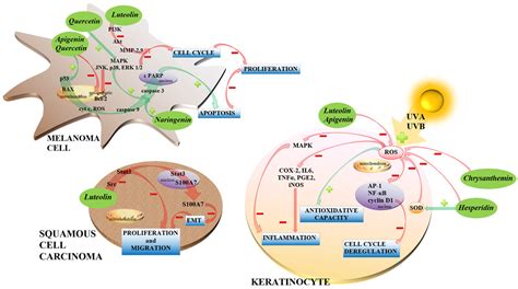 Flavonoids as Promising Natural Compounds in the Prevention and ... 