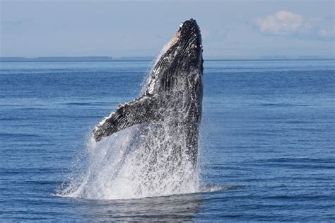 Puget Sound Express Port Angeles Updated May 2025 27 Photos 115