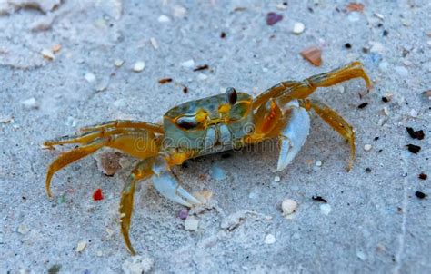 Atlantic Ghost Crab Ocypode Quadrata At The Ocean Beach Florida Usa