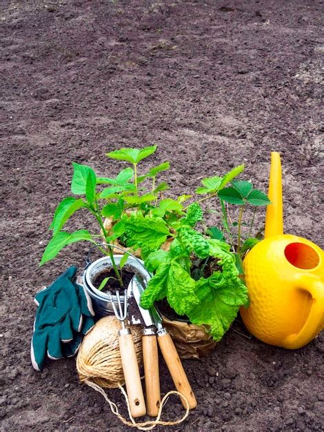 Mudas De Ferramentas De Jardim No Conceito De Jardinagem Do Solo Em