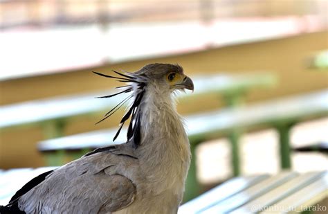 東武動物公園のヘビクイワシ Twitter