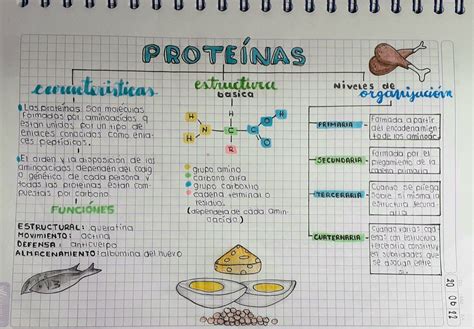 Las Proteinas Mapas Conceptuales Creativos Mapas Conceptuales