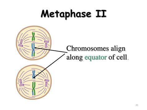 Ppt Meiosis Formation Of Gametes Eggs And Sperm Powerpoint