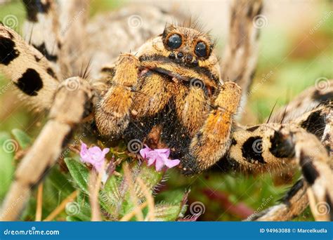 Lycosa Tarantula Detail Stock Photo Image Of Hunter 94963088