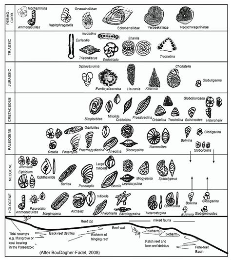 Foraminifera Diagram