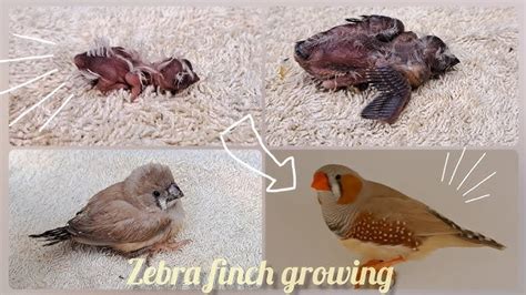 Baby Zebra Finches Development