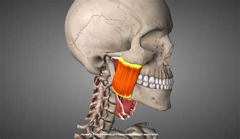 Muscles Of The Temporomandibular Joint Tmj Flashcards Quizlet