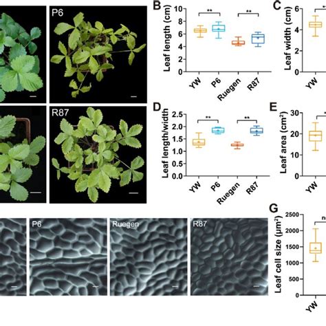 Leaf Phenotypes Of The Fragaria Vesca Ems Mutants P6 And R87 A Top