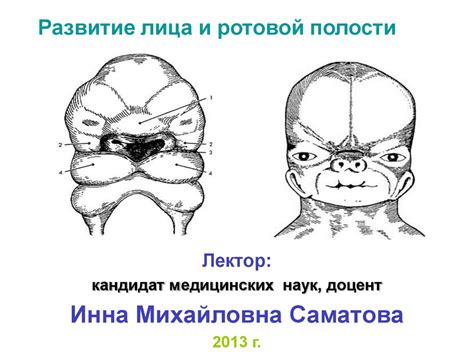 Развитие лица и ротовой полости - презентация онлайн