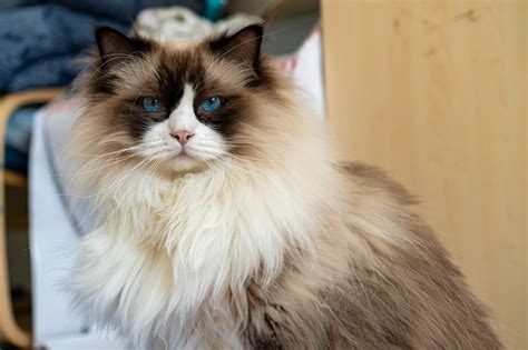 Gato Ragdoll De Pura Raza Blanco Esponjoso Adulto Joven Con Ojos Azules