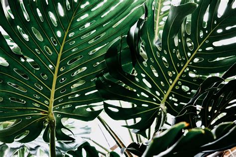 Philodendron Verrucosum Care Guide Growing A Tropical Treasure