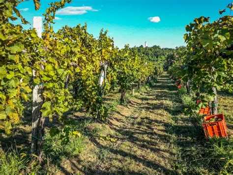 Vrhunska rdeča vina Brda Peršolja vina