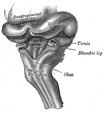 gray obex wikipedia anatomy human body greys anatomy