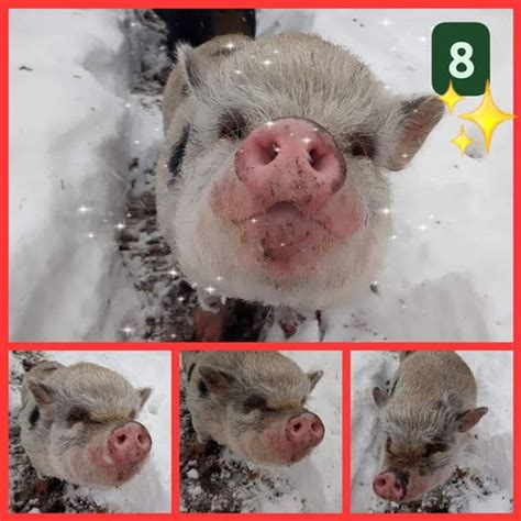 Weihnachtskalender Der Hilfesuchenden ️türchen 8 ️