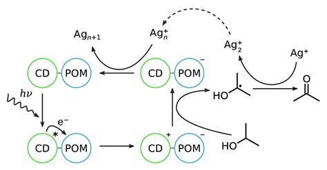 10 Simplified Schematic Representation Of The Proposed Mechanism For