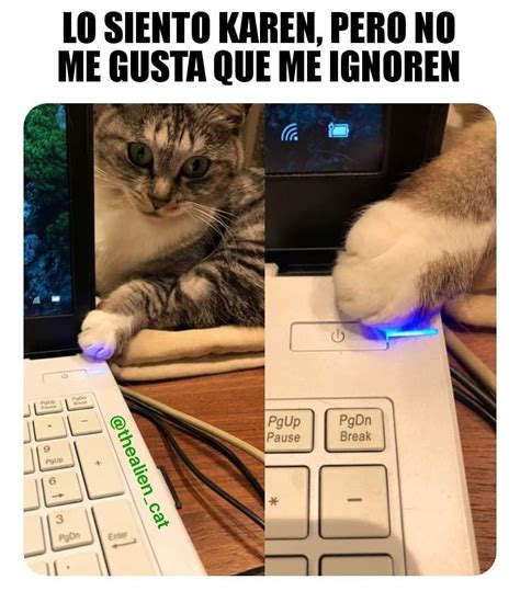 Psicología Visitante Borracho Origen Del Meme De Karen Y El Gato Perspectiva Que Te Diviertas