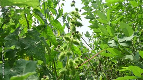 Xanthium Strumarium Its Other Names Rough Cocklebur Clotbur Common