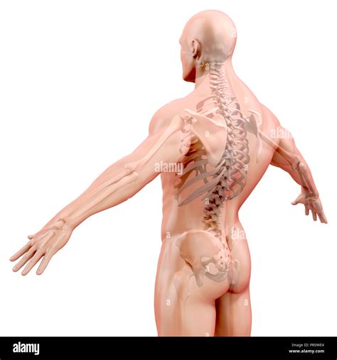 D Render Of Human Body And Skeleton Stock Photo Alamy