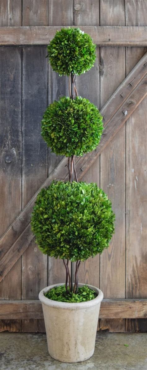 59 Preserved Boxwood Triple Ball Boxwood Topiary Etsy