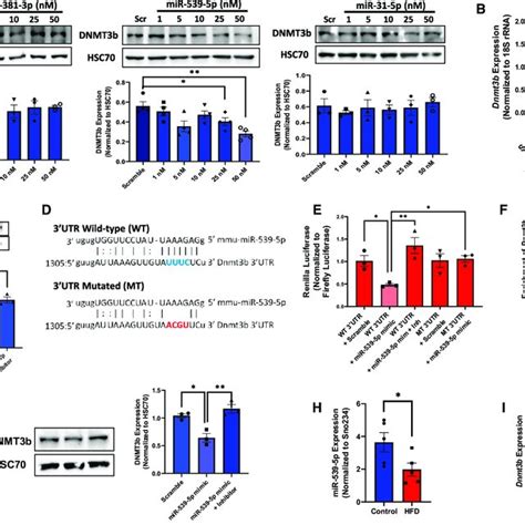 Mir P Inhibits Dnmt B Levels By Binding To Its Utr A