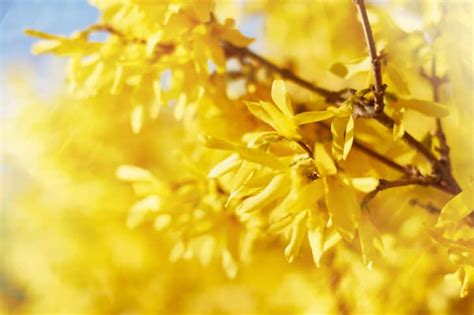 How To Grow And Take Care Of Forsythia The Early Spring Wonder