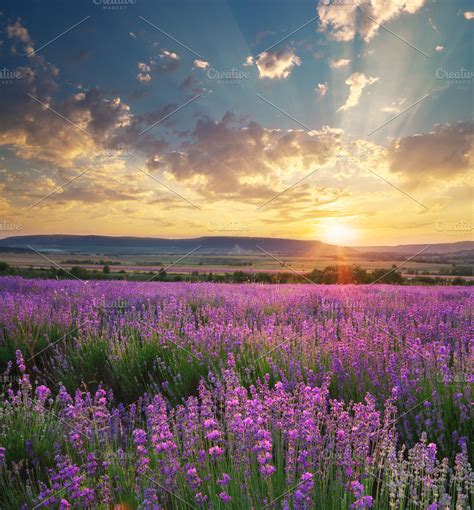 Meadow of lavender containing lavender, field, and meadow | Nature ...