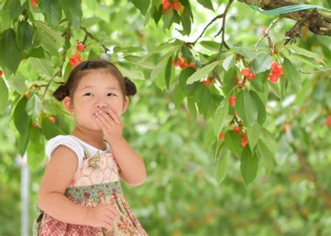 【山梨】子連れさくらんぼ狩りおすすめスポット5選。カフェ併設園や動物ふれあいも 山梨イベントプラス