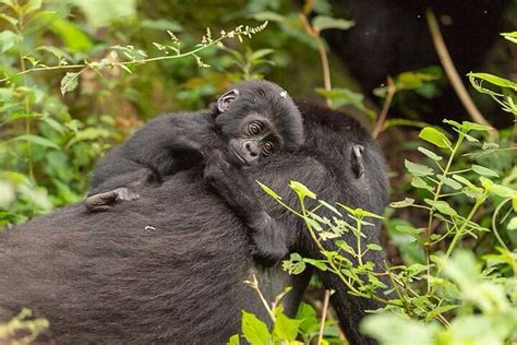 Tripadvisor 3 Tage Gorilla Trekking Bwindi Undurchdringlicher Wald