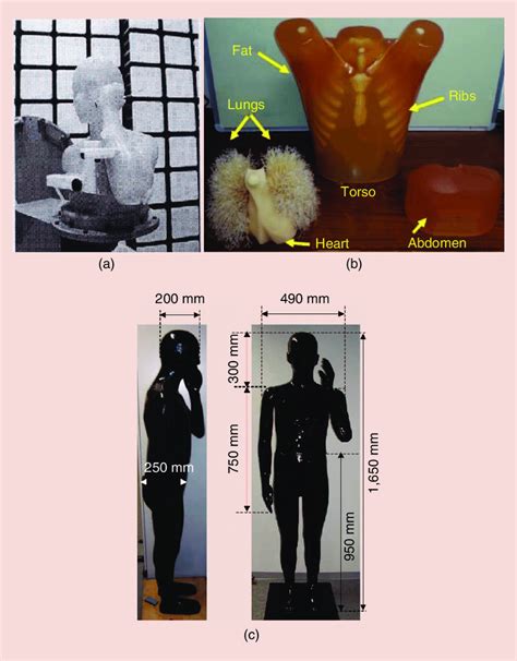 Realistic Human Torso Phantoms A A Multipostural Ate Torso Phantom Download Scientific