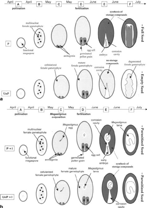 Schematic Development Of Douglas Fir Ovules A Pollinated P And