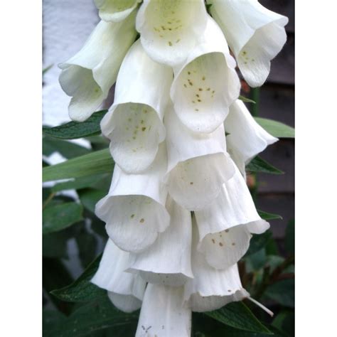 Digitalis purpurea 'Alba' Seeds - Price: €1.35