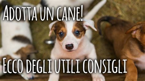 Cose Da Sapere Prima Di Adottare Un Cane Al Canile Youtube