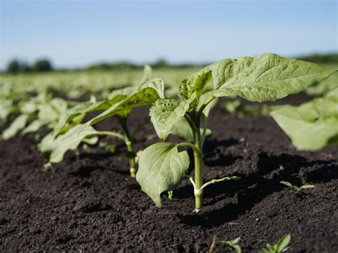 When Are Sunflower Seeds Ready to Harvest: All About Sunflower Growth and Harvesting