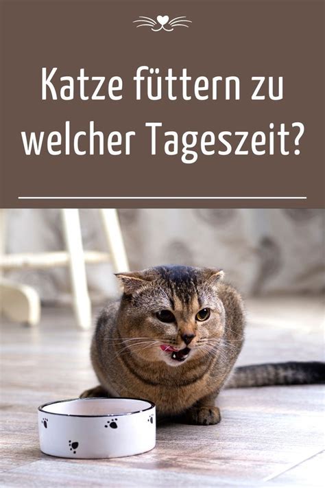 Katze füttern zu welcher Tageszeit Katzen Katzen ernährung