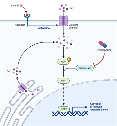 Nfat Signaling Pathway Biorender Science Templates