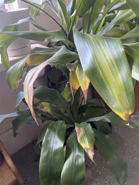 Dracaena Has Been Slowly Wilting Over The Past Few Weeks Its Tropical