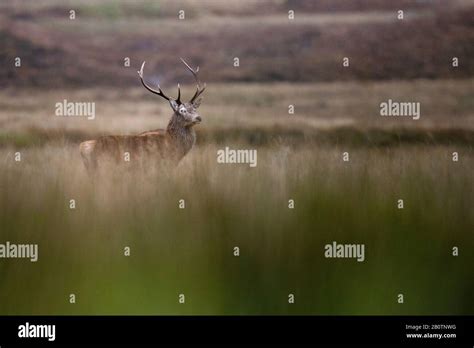 Red Deer Stag In Applecross Scotland Uk Stock Photo Alamy